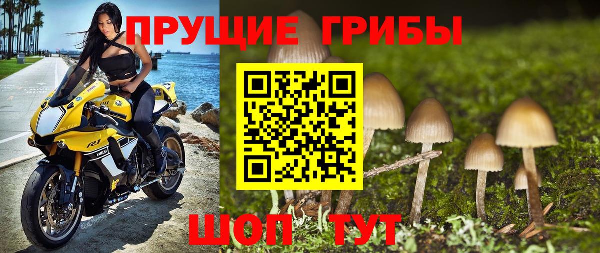 Псилоцибиновые грибы Psilocybe Свободный